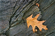 Oak Leaf on the Rocks von Peter J. Sucy
