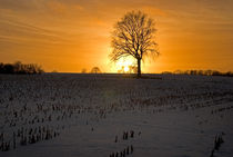 Baum im Winter von topas images