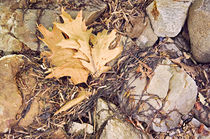 Oak Leaves and Flotsam by Peter J. Sucy