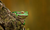 Laubfrosch von photoart-hartmann