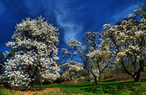 Blossoming magnolia by Maks Erlikh