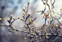 textured old paper in dark colors with spring blossoming tree buds von Serhii Zhukovskyi