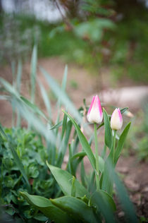 .finally spring. by Katarzyna Körner