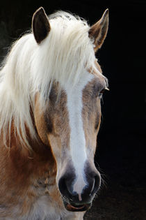 Haflinger Portrait von ropo13