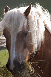 Porträt eines Haflinger beim fressen - Portrait of a Haflinger eat at von ropo13