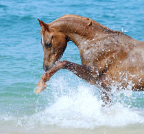 Arabian horse von Tamara Didenko