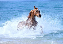 Arabian horse by Tamara Didenko