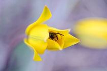 Bee and the tulip by evgeny bashta