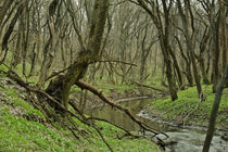 forest river von evgeny bashta