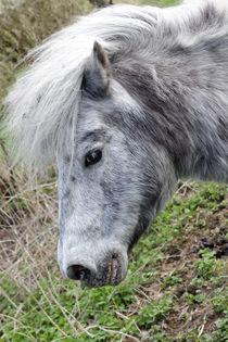 Pony - Pinto von ropo13