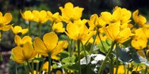 Sumpfdotterblumen von Bettina Schnittert