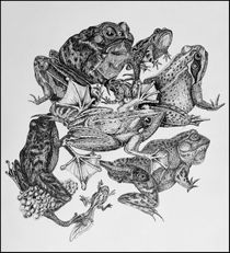 Frogs in ink von Ken Howard