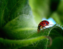 Lady in Red von Gealt Waterlander