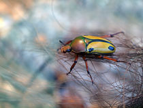 Insekten, Käfer, afrikanischer Rosenkäfer(eudicella trilineata), rose chafer, african beetle, bug by Dagmar Laimgruber