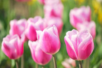 Tulpenzeit by AD DESIGN Photo + PhotoArt