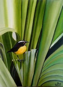 Bananaquit von Wendy Mitchell