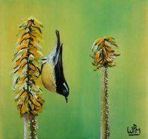 Bananaquit on an aloe flower von Wendy Mitchell