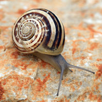 snail von jaybe