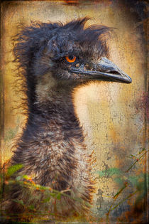 Finer feathered Friends: Emu by Alan Shapiro