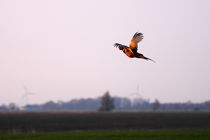 Fliegender Fasan - Flying Pheasant by ropo13