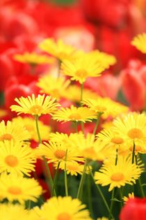 Blumenbeet mit Gämswurzen und roten Tulpen von Petra Koob