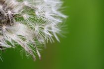 Pusteblume von Petra Koob