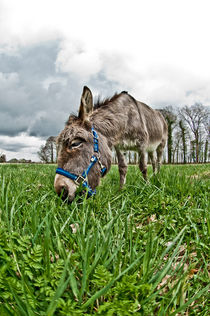 Grazing by Stefan Antoni - StefAntoni.nl