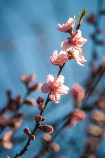 pink blossoms von digidreamgrafix