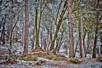 Between The Trees von Marc Garrido Clotet