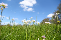 Wiese im Frühling von Jens Uhlenbusch