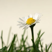 Gänseblümchen von Bastian  Kienitz