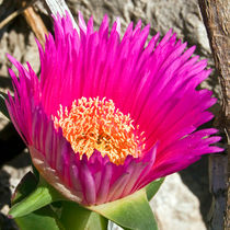 PINK FLOWERHEAD - SICILY von captainsilva