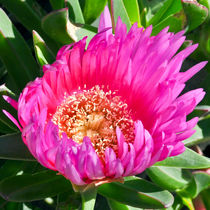 PINK FLOWER - Sicily by captainsilva