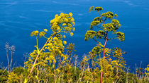 BLÜTENPRACHT - Primavera Sicilia  by captainsilva