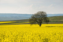 Baum im Rapsfeld von Erhard Hess