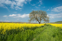 Baum am Rapsfeld von Erhard Hess