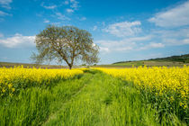 Baum am Rapsfeld von Erhard Hess