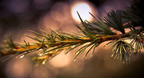 Rain Droplets on Pine Needles von loriental-photography