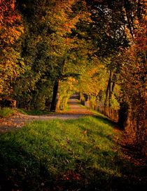  Autumn - On the Way by Selcuk Yücel