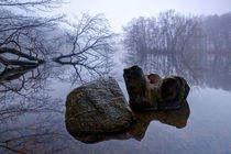 Rock and Stump by Keld Bach