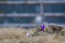 Crocus von Octavian Iolu