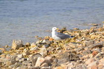 Möve am Meer von dietmar-weber