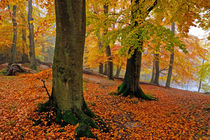 By the Lake von Keld Bach