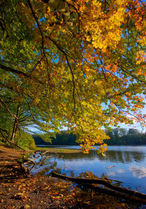 Golden Days by Keld Bach