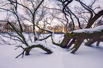 Fallen Giant, Winter  by Keld Bach