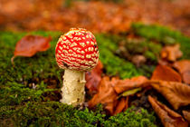 Fly Agaric von Keld Bach