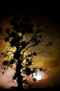 The Sunset Tree by loriental-photography