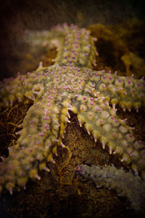 Starfish von loriental-photography