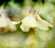 Abutilon Dancer von Linde Townsend