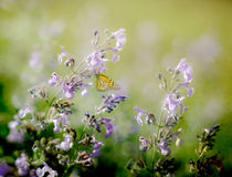 Butterfly by Linde Townsend